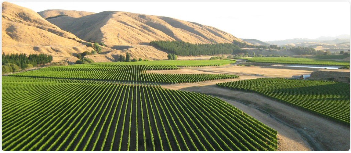 Vineyard tour in Te Muna Valley Martinborough 2026