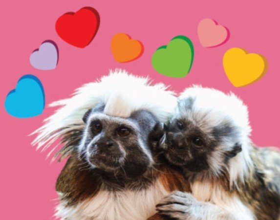 Valentine’s Night at Te Nukuao Wellington Zoo adults-only event